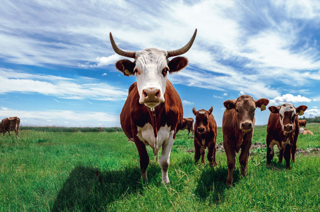 Cows on the Grassland 500 / 1000 Piece Puzzle - Woodbests